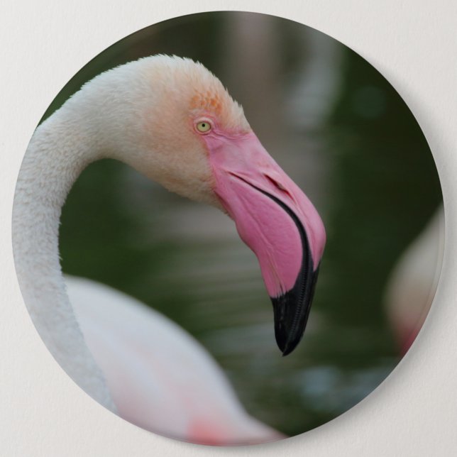 Badge Rond 15,2 Cm Phoenicopterus roseus (Devant)