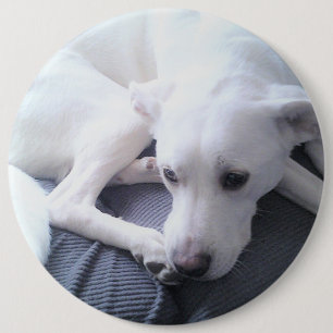 Badge Rond 15,2 Cm Photo d'un magnifique mélange blanc de Labrador Re