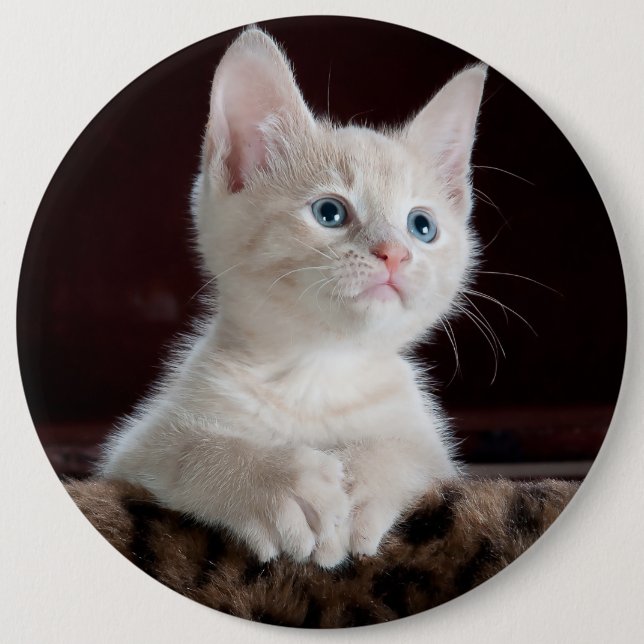 Badge Rond 15,2 Cm Portrait blanc mignon de chaton (Devant)