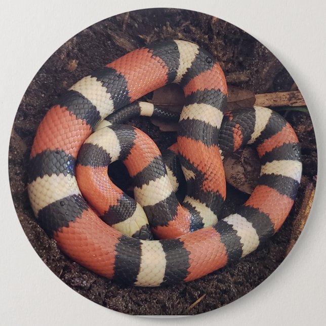Badge Rond 15,2 Cm Serpent de lait de Pueblan (Devant)