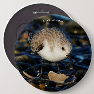 Badge Rond 15,2 Cm Shorebird Dines on Clam
