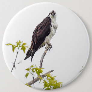Badge Rond 15,2 Cm Staring Osprey