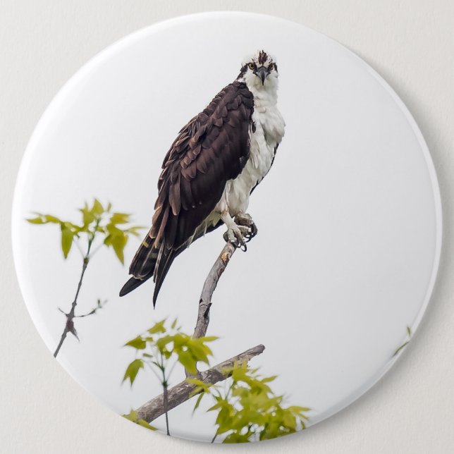Badge Rond 15,2 Cm Staring Osprey (Devant)