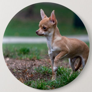 Badge Rond 15,2 Cm Sweet Chihuahua chiot chien Wannabe
