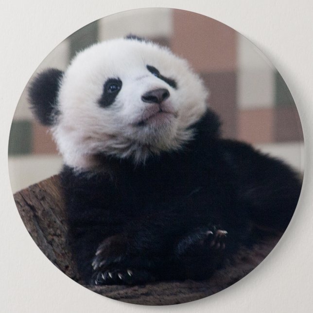 Badge Rond 15,2 Cm Sweet Giant Panda Baby (Devant)