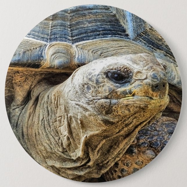 BADGE ROND 15,2 CM TORTOISE (Devant)