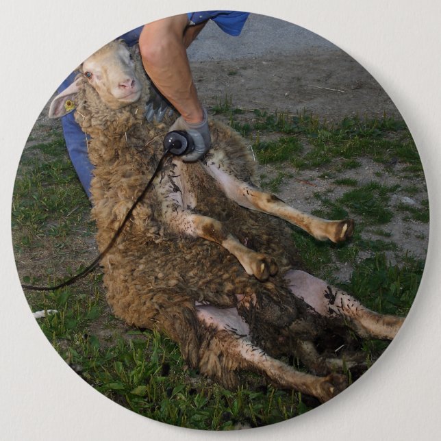 Badge Rond 15,2 Cm Vis du mouton (Devant)