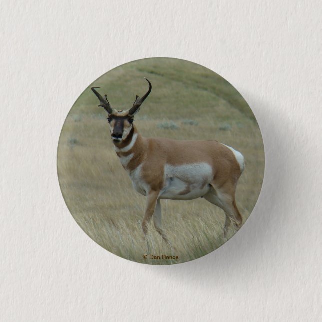 Badge Rond 2,50 Cm A33 Cornes tordues de Pronghorn Antelope Buck (Devant)