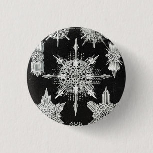 Badge Rond 2,50 Cm Acanthophracta, animal aquatique Wunderstrahlinge