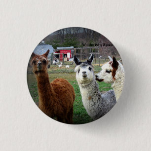 Badge Rond 2,50 Cm Alpaga doux de Suri de merveille