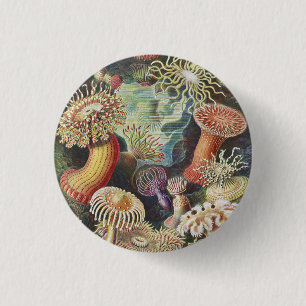 Badge Rond 2,50 Cm Anémones de mer, Actiniae Seeanemonen Ernst Haecke