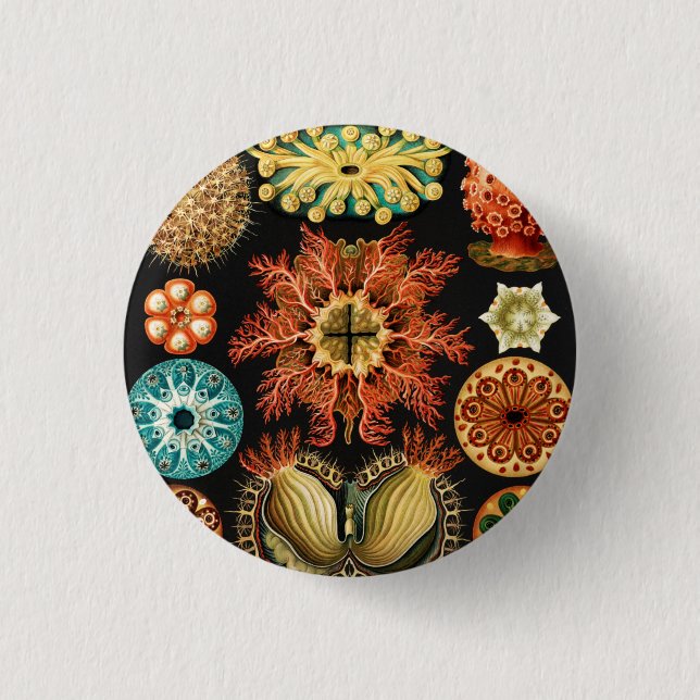 Badge Rond 2,50 Cm Ascidiae, Seescheiden Marine Life par Ernst Haecke (Devant)