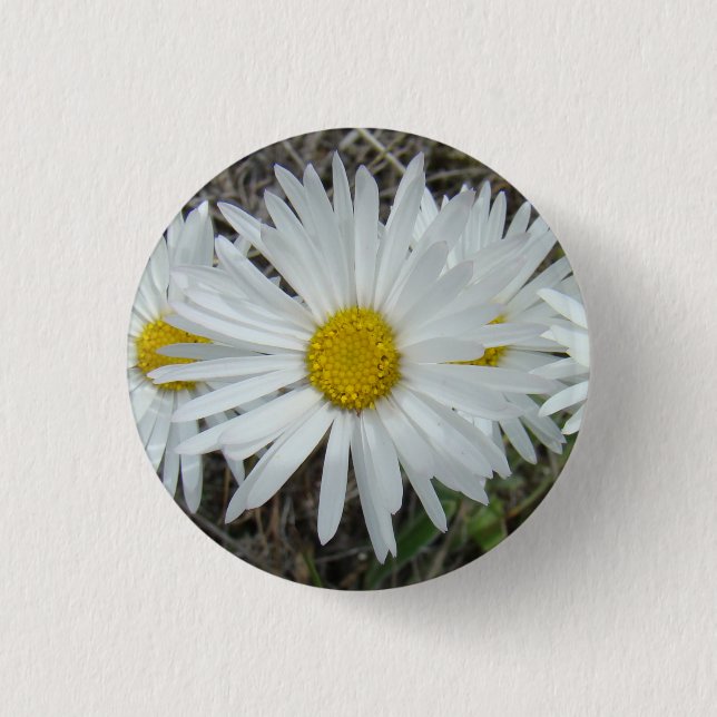 Badge Rond 2,50 Cm Aster lisse des fleurs sauvages F42 blancs (Devant)