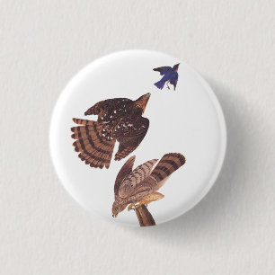 Badge Rond 2,50 Cm Audubon's Coopers Hawk Bird of Prey