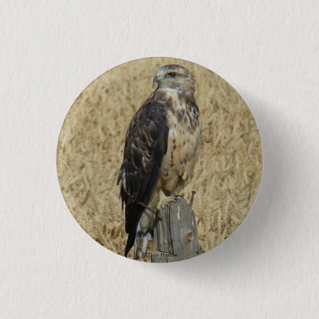 Badge Rond 2,50 Cm B36 Buse ferrugineuse dans un champ de blé (Devant)