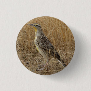 Badge Rond 2,50 Cm B57 Sturnelle de l'Ouest