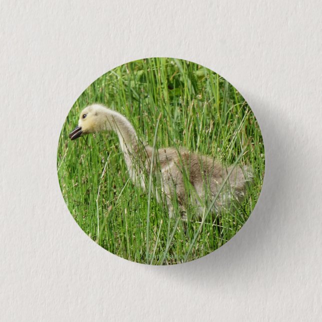 Badge Rond 2,50 Cm B58 Oison de Bernache du Canada dans l'Herbe (Devant)
