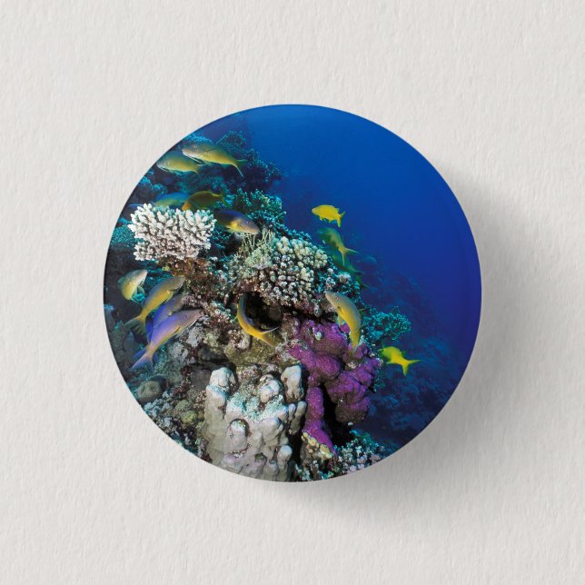 Badge Rond 2,50 Cm Banc de rougets autour d'un petit corail (Devant)