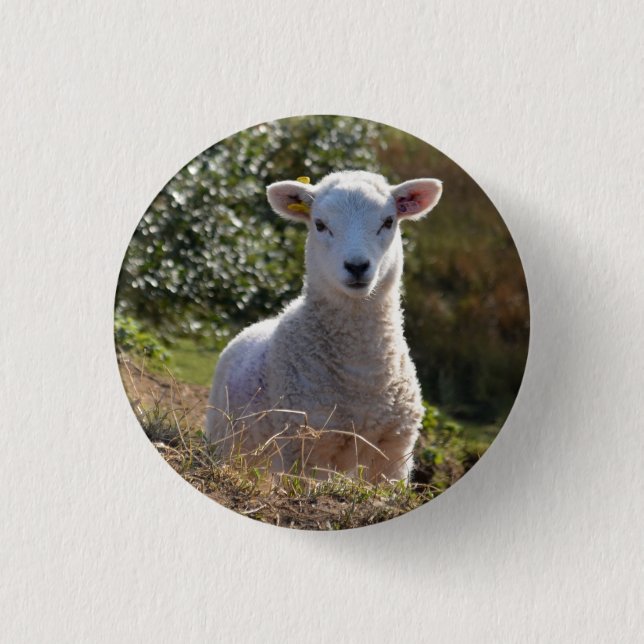 Badge Rond 2,50 Cm Bouton d'agneau de bébé de printemps / insigne (Devant)