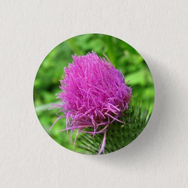 Badge Rond 2,50 Cm Bouton de chardon de Taureau (Devant)