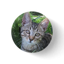 Bouton de chat tigré gris
