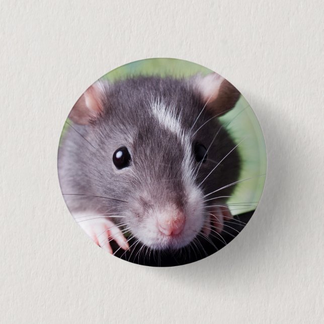Badge Rond 2,50 Cm Bouton de Harry (Devant)