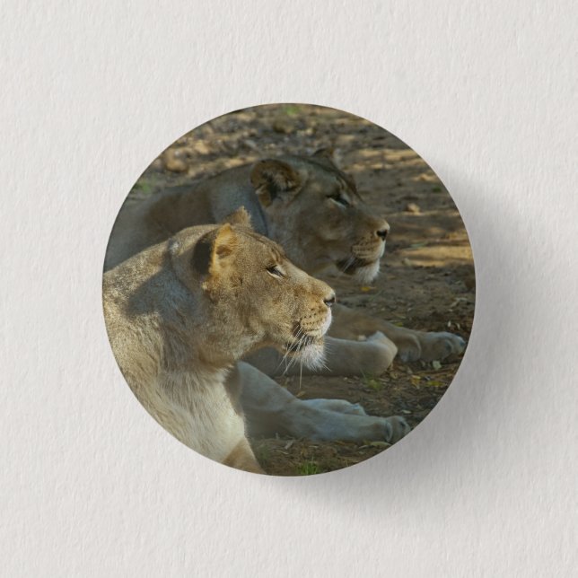 Badge Rond 2,50 Cm Bouton Lions (Devant)