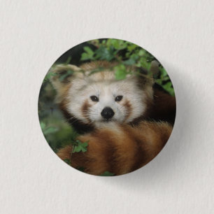 Badge Rond 2,50 Cm Bouton - panda rouge
