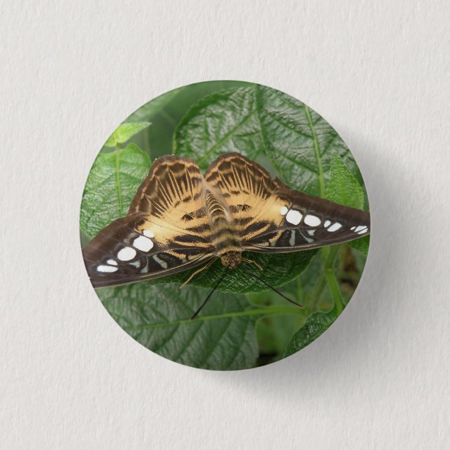 Badge Rond 2,50 Cm Bouton Papillon Pretty Tropical Clipper (Devant)