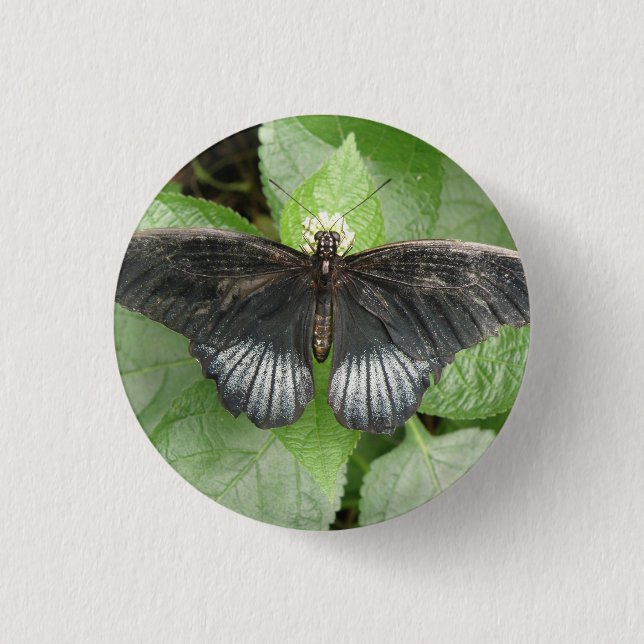 Badge Rond 2,50 Cm Bouton Papillon Tropical et Fleurs (Devant)