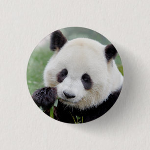 Badge Rond 2,50 Cm Bouton Photo panda géant, animaux 0039.