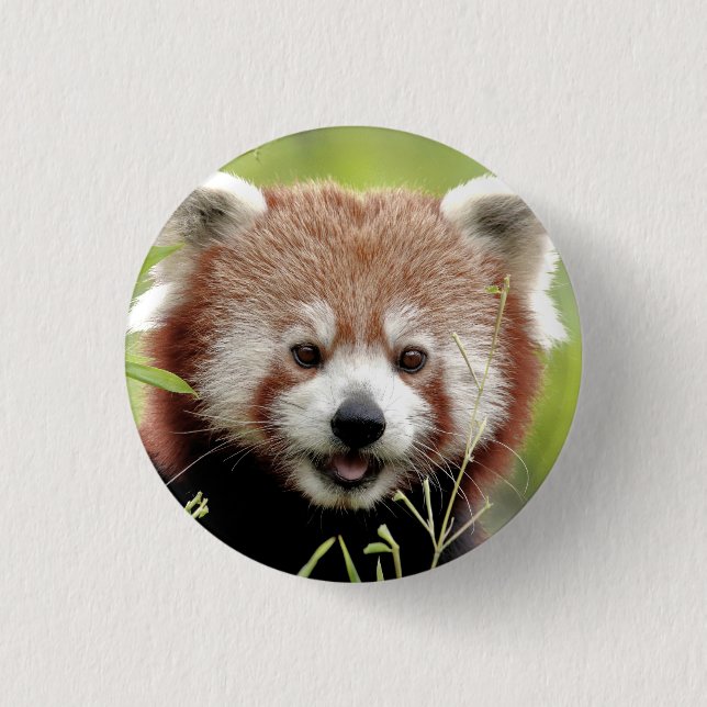 Badge Rond 2,50 Cm Bouton Photo panda rouge, animaux 0049. (Devant)