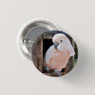 Badge Rond 2,50 Cm Bouton Pinback Cockatoo Moluccan