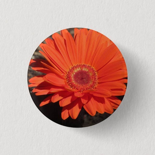 Badge Rond 2,50 Cm Bright Orange Gerbera Daisy Photo (Devant)