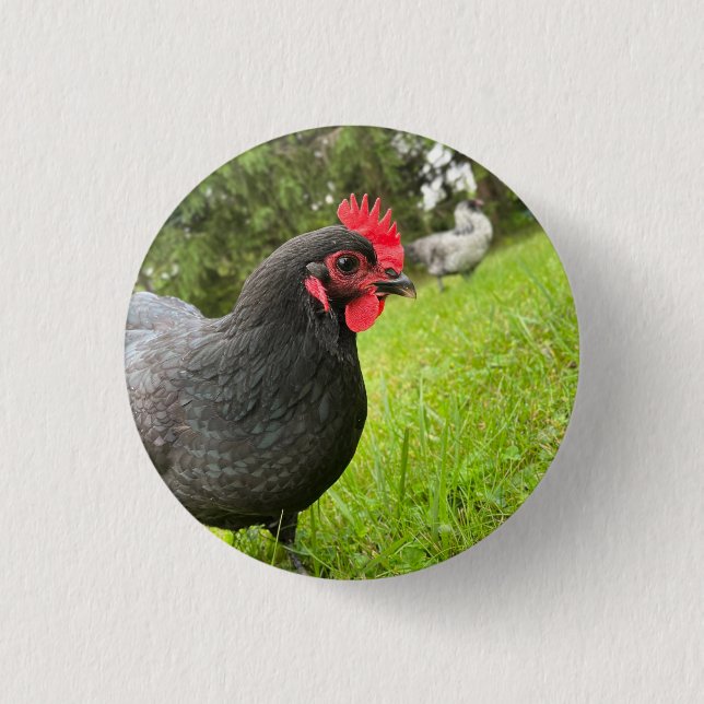 Badge Rond 2,50 Cm Button Cute Rooster  (Devant)