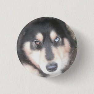 Badge Rond 2,50 Cm Button Husky One Blue Eye One Brown Eye