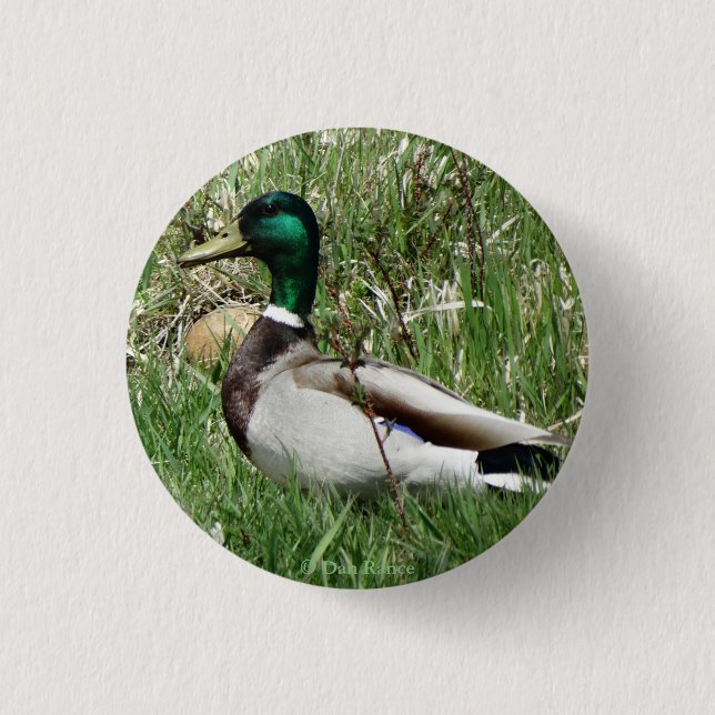 Badge Rond 2,50 Cm Canard de B55 Mallard Drake Greenhead dans l'herbe (Devant)