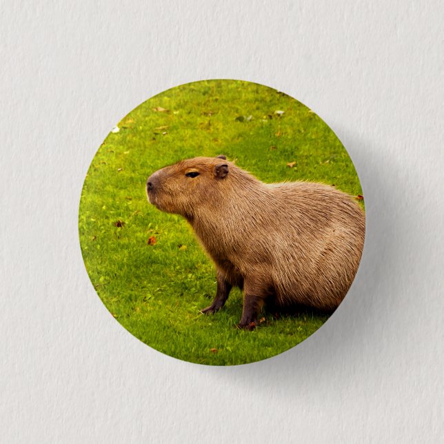 Badge Rond 2,50 Cm Capybara (Devant)