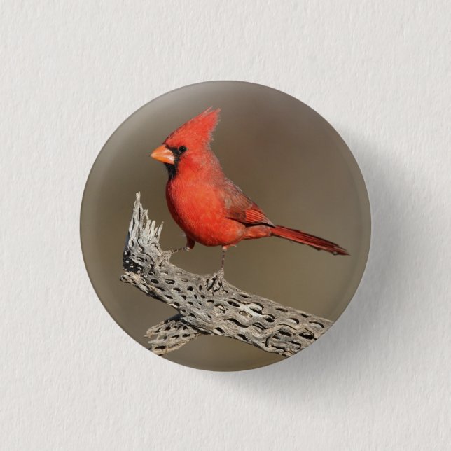 Badge Rond 2,50 Cm Cardinal sur une côte de cholla (Devant)