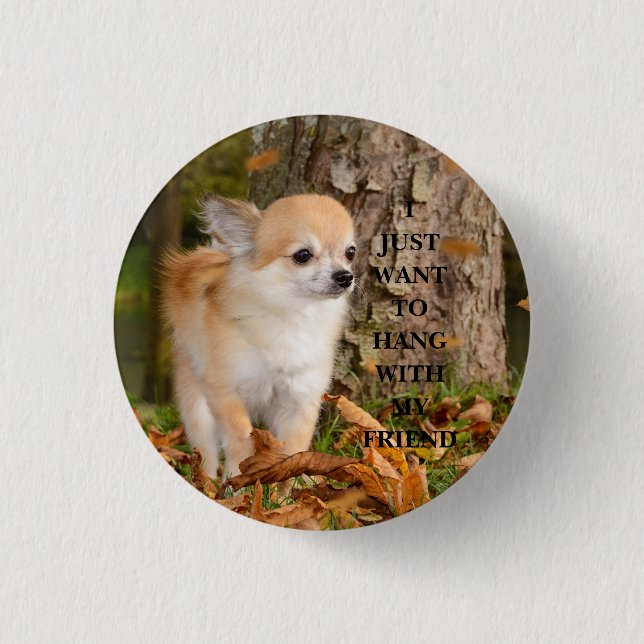 Badge Rond 2,50 Cm Chihuahua    (Devant)