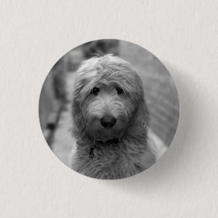 Badge Rond 2,50 Cm Chiot De Goldendoodle En Jardin