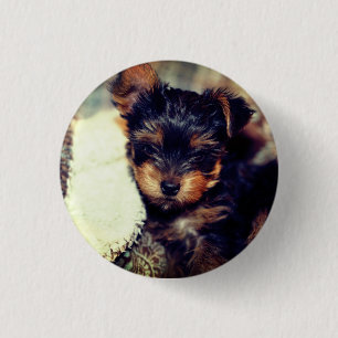 Badge Rond 2,50 Cm Chiot de Yorke de marguerite, petit, 1 bouton rond