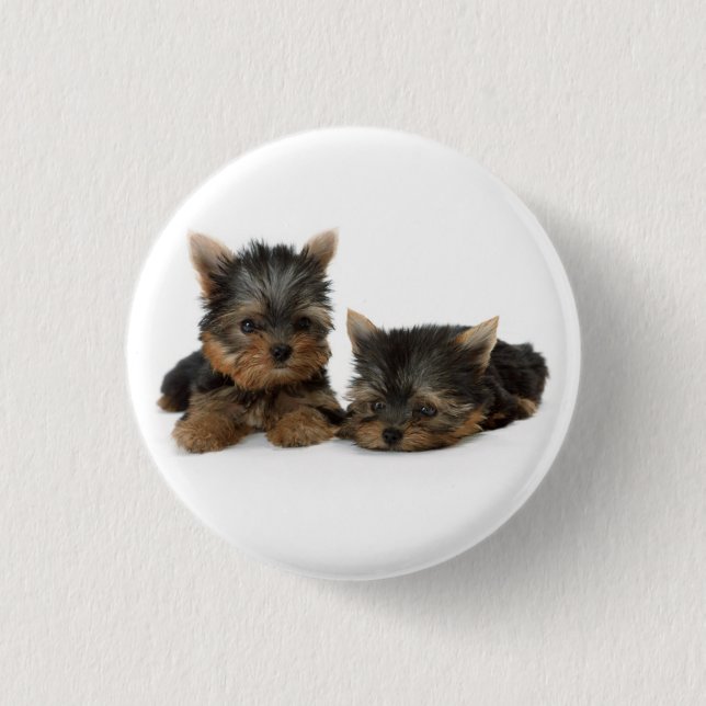 Badge Rond 2,50 Cm Chiots du Yorkshire Terrier (Devant)