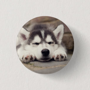 Badge Rond 2,50 Cm Chuppy Husky Sleeping