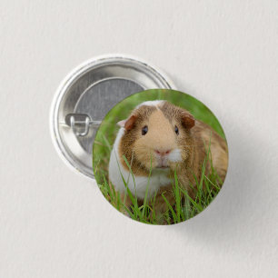 Badge Rond 2,50 Cm Cobaye tricolore mignon dans l'herbe verte
