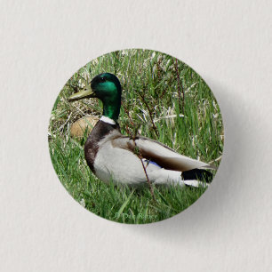Badge Rond 2,50 Cm Colvert mâle B55 Canard colvert tête verte dans l'