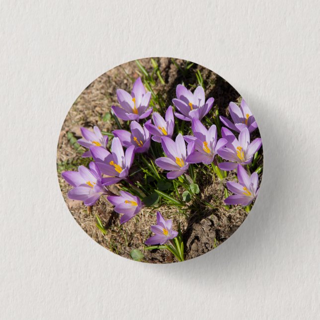 Badge Rond 2,50 Cm Crocus de printemps mignons (Devant)