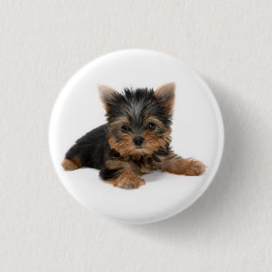 Badge Rond 2,50 Cm Cute Yorkshire Terrier Puppy