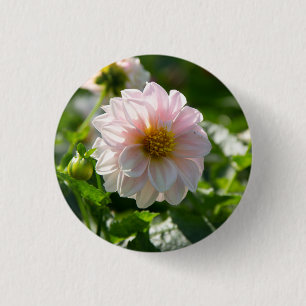 Badge Rond 2,50 Cm Dahlia blanche dans la photo du jardin