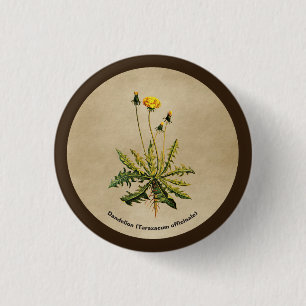 Badge Rond 2,50 Cm Dandelion Sur Vieux Papier